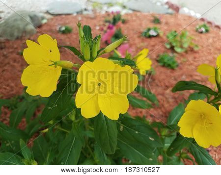 yellow flowers in flower bed with mulch