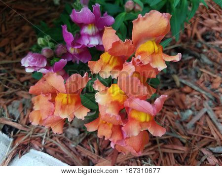 orange, yellow, and purple flowers in flower bed with mulch