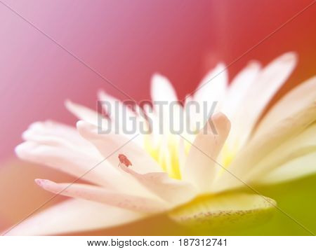 Lotus flower. Beautiful flowers made with color filters background
