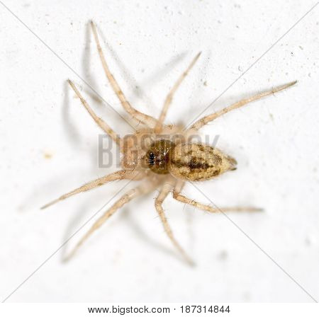 A spider on a white wall. macro