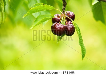 Připravena k vyzvednutí červené cherry