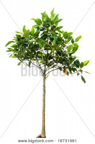 Árbol aislado