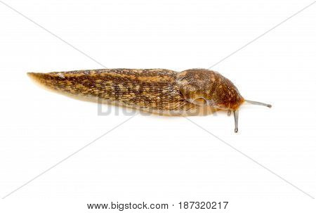 Slug snail isolated on white background. macro