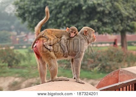 Urban rhesus macaque monkeys (Macaca mulatta) on the walls of the Agra Fort, India