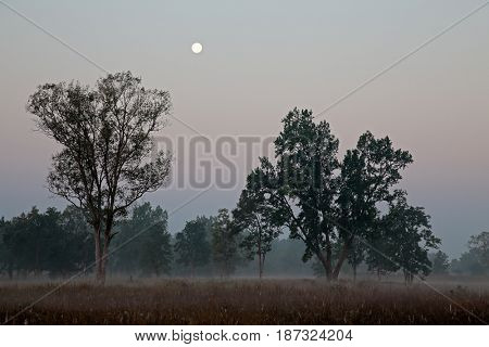 Forest at sunrise on a misty morning, Kanha National Park, India