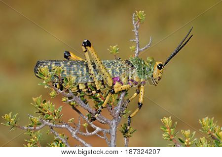 Milkweed locust (Phymateus spp.) on a plant, South Africa