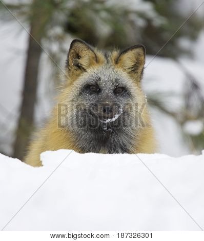 Cross fox in deep white snow in winter