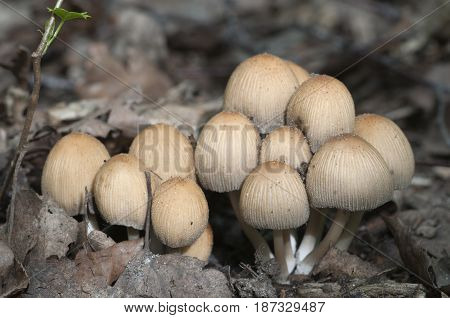 Coprinus micaceus mushroom in old leaves close up