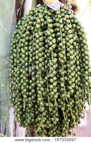 Small fruit in clusters Thailand Southeast Asia