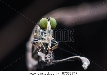 Close up Robber fly with prey in nature