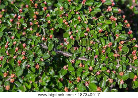 Bush with small red flowers lit by the sun. Nature