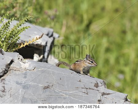 Least Chipmunk on gray rocks and green background