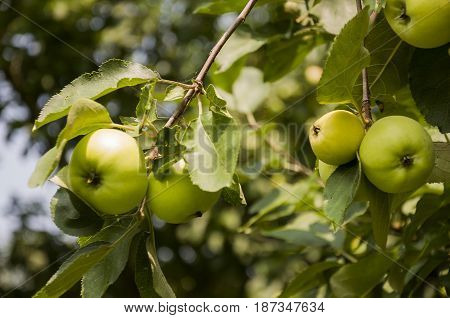 Green fruit apples ripening on the branch of tree. Summer