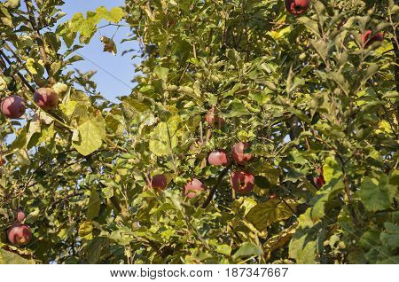 Green fruit apples with a bit of pink ripening on the branch of tree. Summer