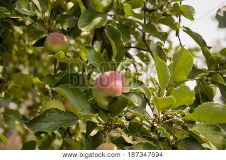 Green fruit apples with a bit of pink ripening on the branch of tree. Summer