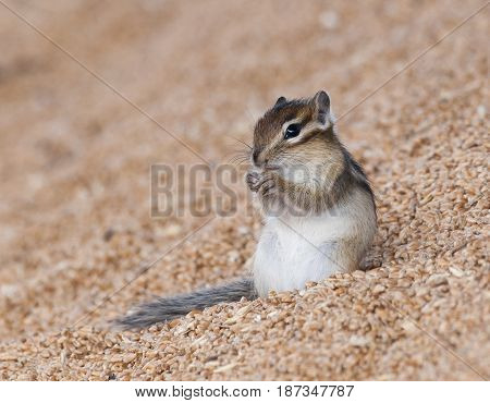 Siberian Chipmunk On Grain Pile Eating Wheat