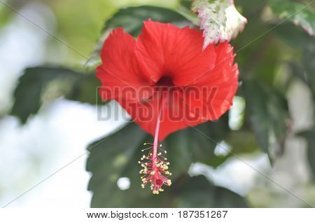shoe flower , Chinese rose or Hibiscus