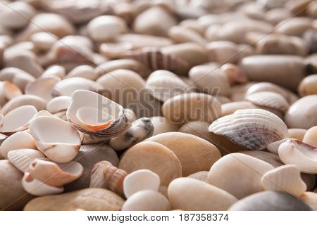 Sea pebbles and seashells background. Natural seashore stones textured surface
