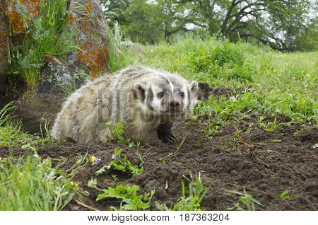 American Badger