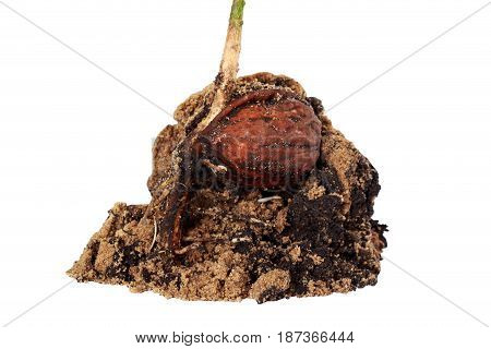 Sprout of a young walnut on the white background