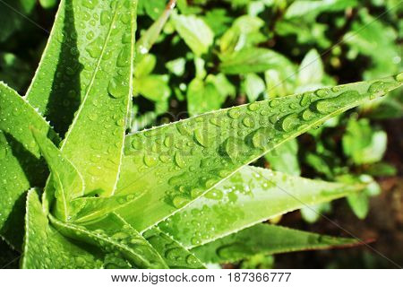 Aloe Vera Plant With Water Drops on It High Quality