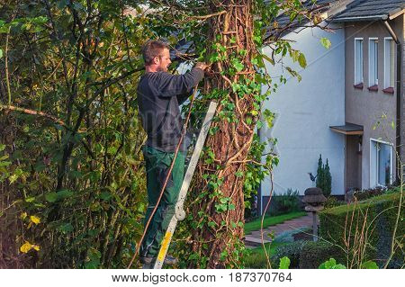 Forestry worker sawing a tree trunk with a chainsaw and professional tool.