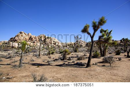Joshua Trees sprouting up through the desert in Joshua Tree National Park