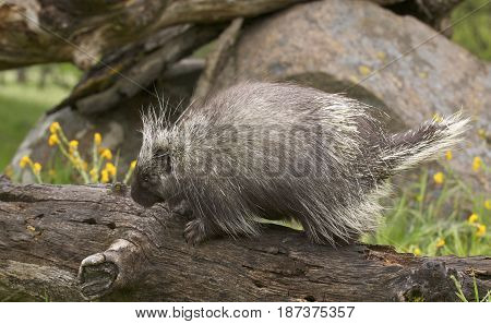 Porcupine
