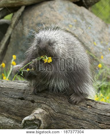 Porcupine