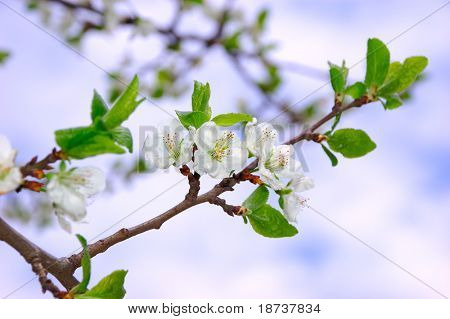 Jablko bloom