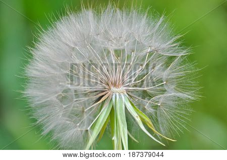 Yellow salsify flower seeds. Western salsify or big dandelion flower