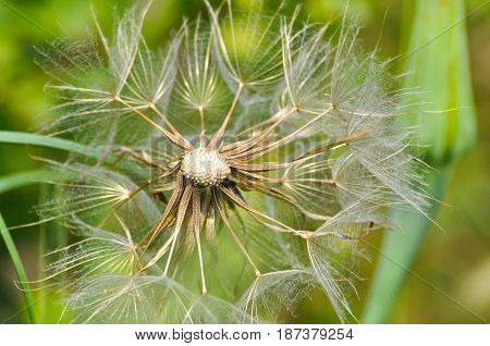 Yellow salsify flower seeds. Western salsify or big dandelion flower