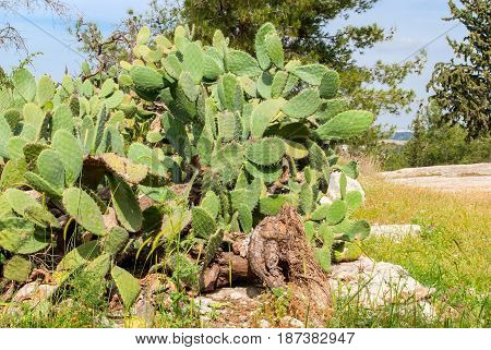 Green flat rounded cladodes of Opuntia ficus-indica cactus. Israeli symbol