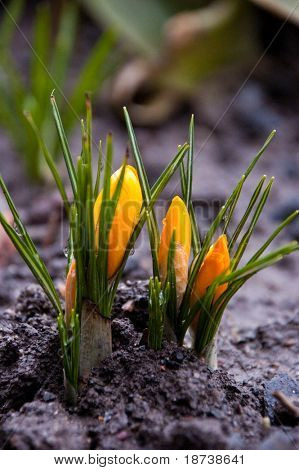 žlutá crocus kosatcovité květ