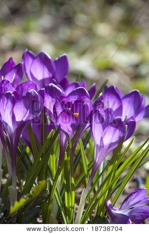 modrý crocus kosatcovité květ