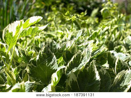  
Aegopodium podagraria variegata. natural background close up