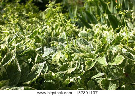 Aegopodium podagraria variegata. natural background. Aegopodium close up