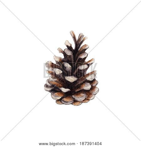 The cone of fir tree isolated on white background watercolor illustration in hand-drawn style.