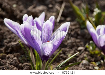 modrý crocus kosatcovité květ