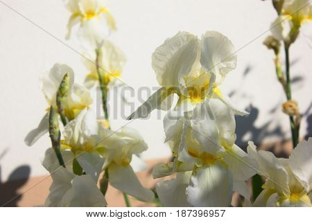 Close-up of a white flower of bearded iris (Iris germanica). Flower bed of irises. Iridarius