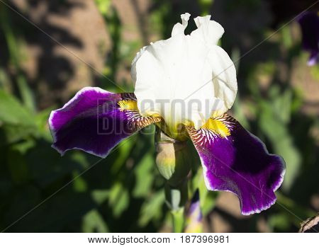 Close-up of a flower of bearded iris (Iris germanica). Flower bed of irises. Iridarius