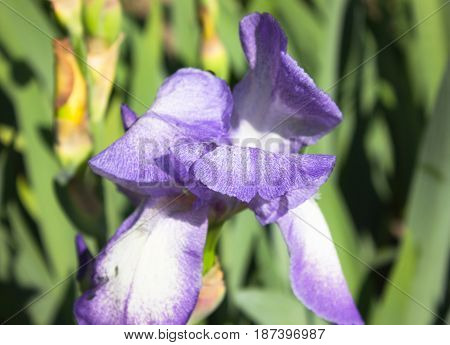 Close-up of a flower of bearded iris (Iris germanica). Flower bed of irises. Iridarius