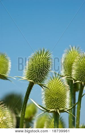 trnité plevel