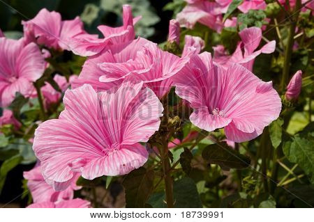 ดอกไม้ moschata Malva วงศ์ฝ้าย