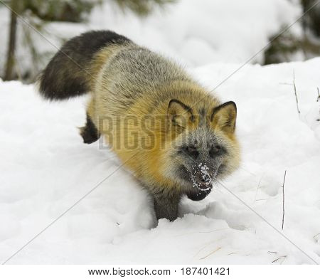 Cross fox in deep white snow in winter