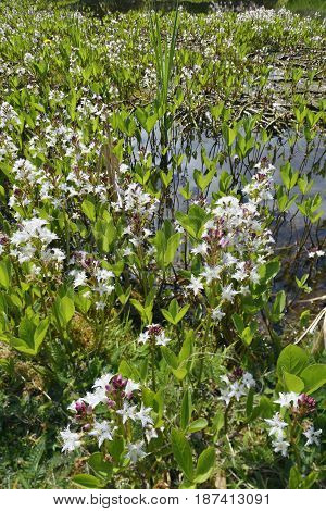 Bogbean - Menyanthes trifoliata View of Lake with Bogbean