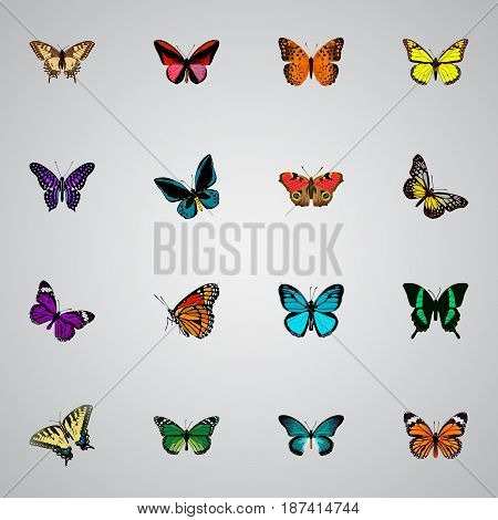 Realistic Tiger Swallowtail, Milkweed, Beauty Fly And Other Vector Elements. Set Of Butterfly Realistic Symbols Also Includes Cynosura, Green, Violet Objects.