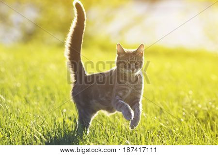 sweet tabby cat fun running on green meadow in Sunny summer day