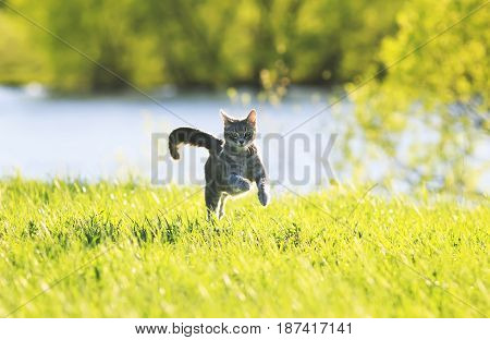 sweet tabby cat fun running on green meadow in Sunny summer day