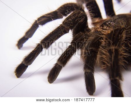 Closeup of danger mexican spider (brachypelma albopilosum)